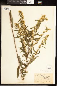 Solidago caesia image