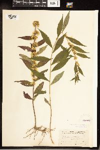 Solidago caesia image