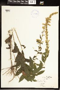 Solidago caesia image