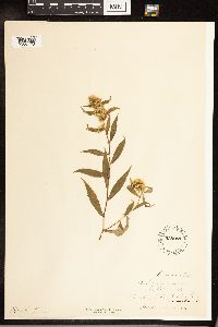 Solidago caesia image