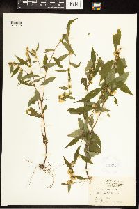 Solidago caesia image