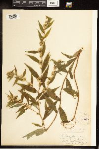 Solidago caesia image