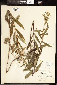 Solidago caesia image