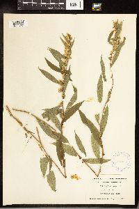 Solidago caesia image