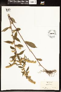 Solidago caesia image