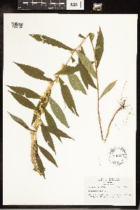 Solidago caesia image