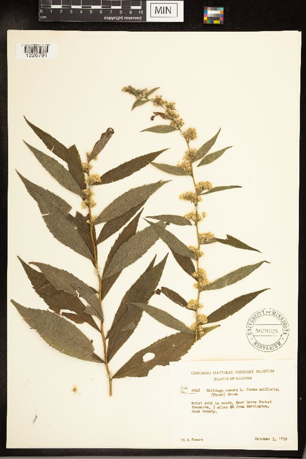 Solidago caesia var. caesia image