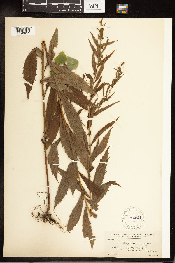 Solidago caesia x rugosa image