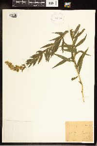 Solidago canadensis image