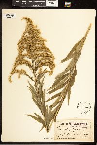 Solidago canadensis image