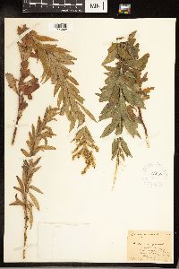 Solidago canadensis image