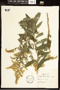 Solidago canadensis image