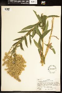 Solidago canadensis image