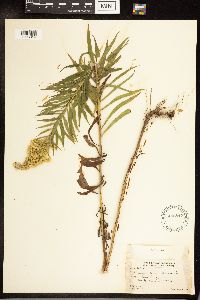 Solidago canadensis image