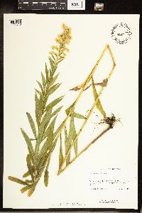 Solidago canadensis image