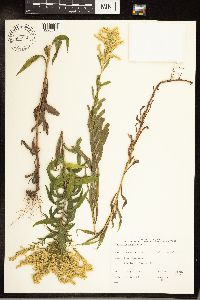 Solidago canadensis image