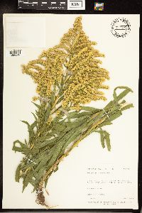 Solidago canadensis image