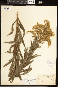 Solidago canadensis image