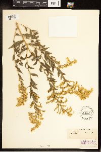 Solidago canadensis image