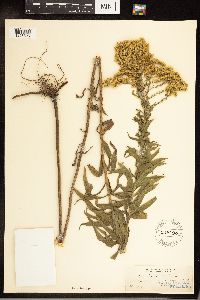 Solidago canadensis image