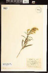 Solidago canadensis image