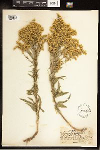 Solidago canadensis image