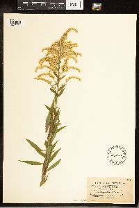 Solidago canadensis image