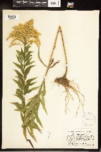 Solidago canadensis image