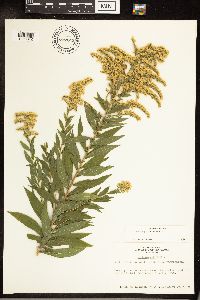 Solidago canadensis image