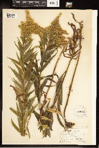 Solidago canadensis image