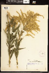 Solidago canadensis image