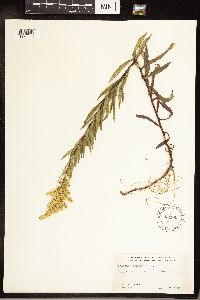 Solidago canadensis image