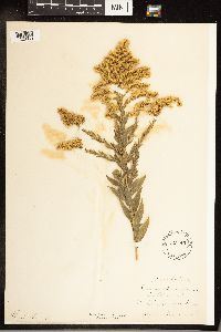 Solidago canadensis image