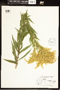 Solidago canadensis image