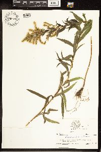 Solidago canadensis image