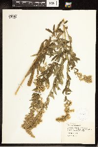 Solidago canadensis image