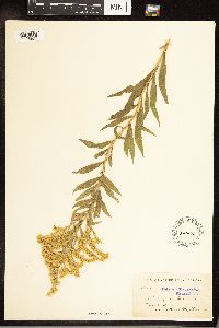 Solidago canadensis image