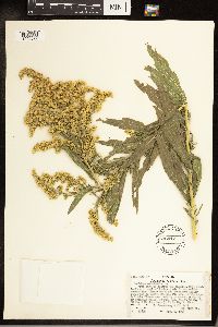 Solidago canadensis image