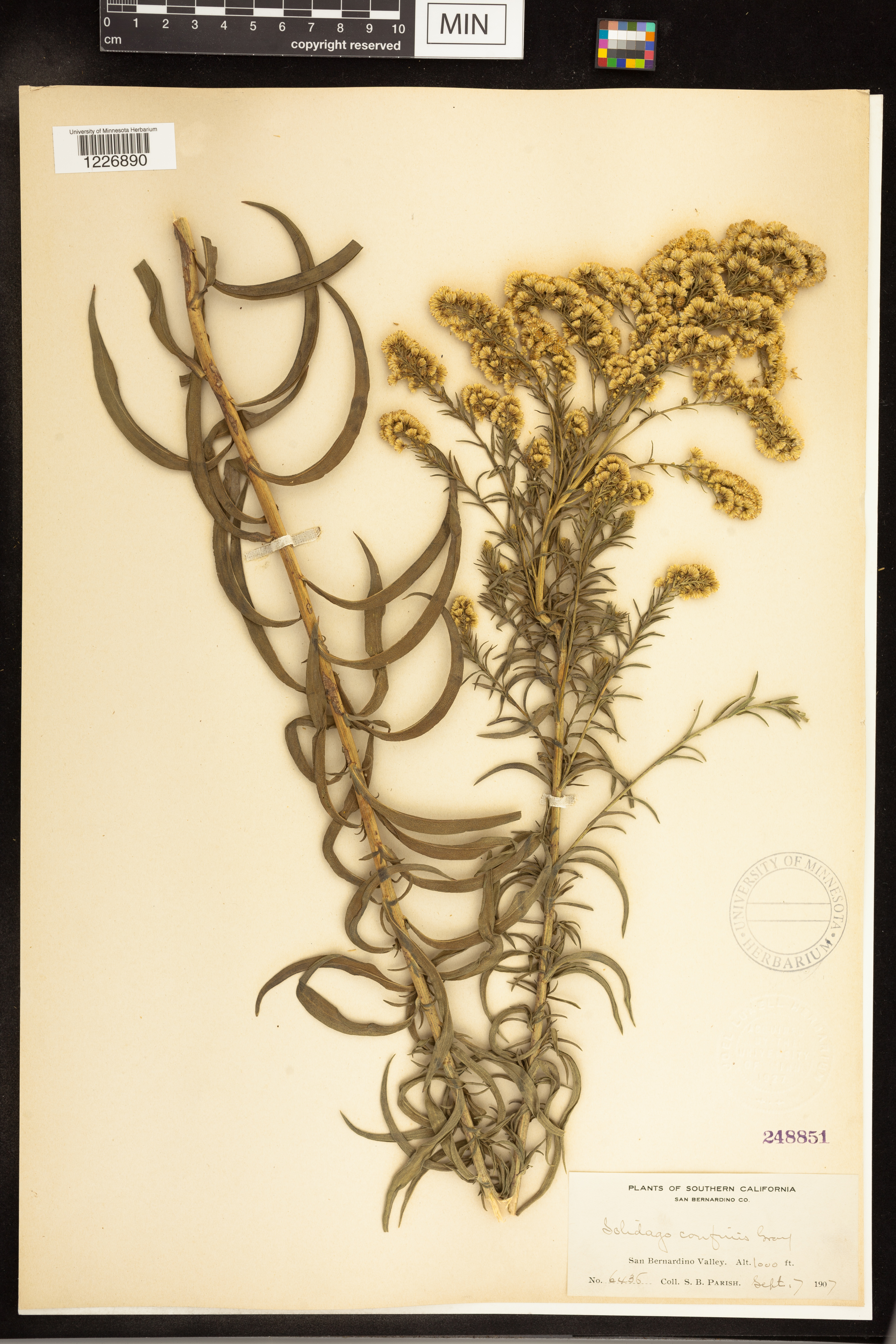 Solidago confinis image