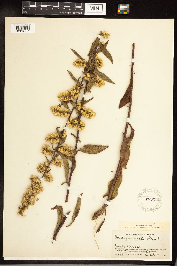 Solidago erecta image