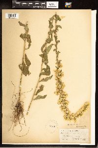 Solidago erecta image