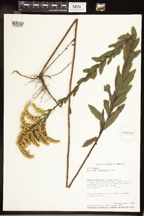 Solidago fistulosa image