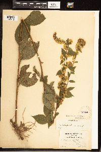 Solidago flexicaulis image