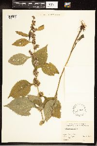 Solidago flexicaulis image