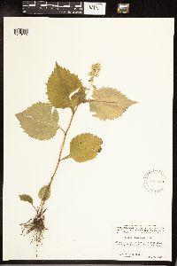 Solidago flexicaulis image