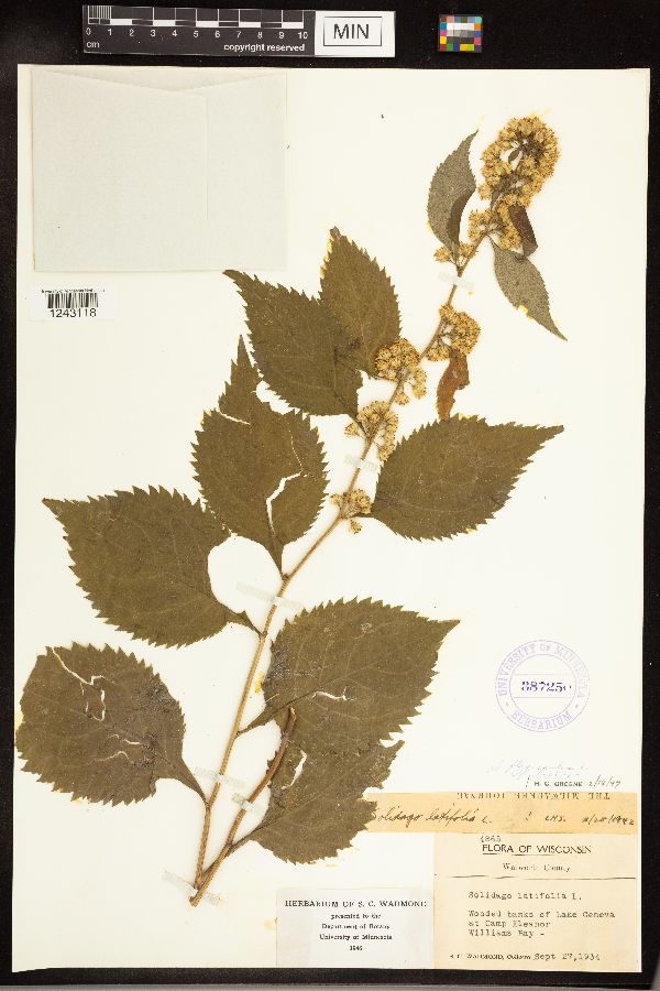 Solidago flexicaulis image