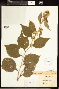 Solidago flexicaulis image