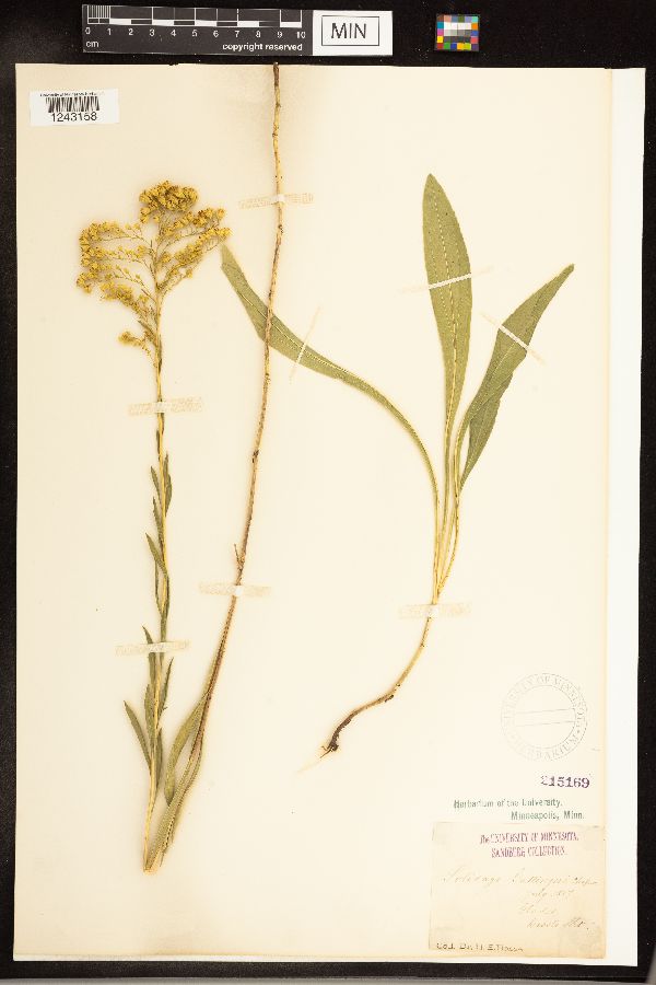 Solidago gattingeri image