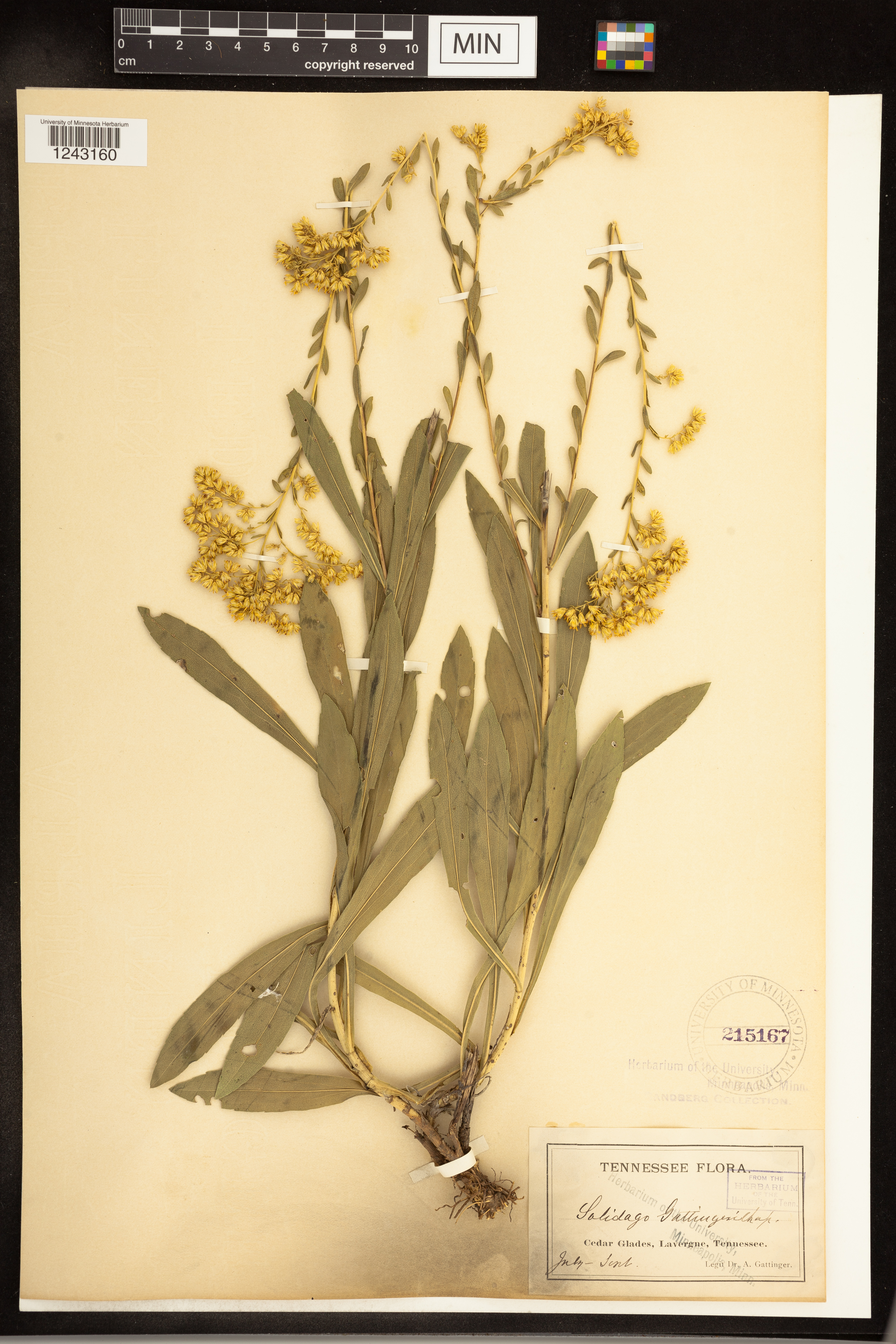 Solidago gattingeri image