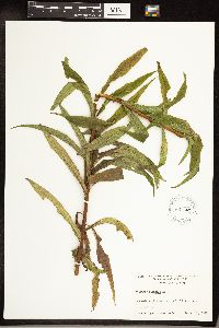 Solidago gigantea image